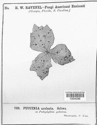 Puccinia aculeata image